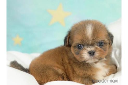 成約済の千葉県のミックス犬-213854の4枚目