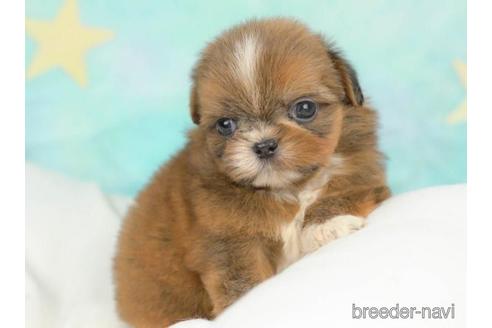 成約済の千葉県のミックス犬-213854の3枚目