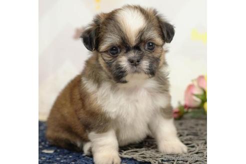 成約済の千葉県のミックス犬-213855の1枚目