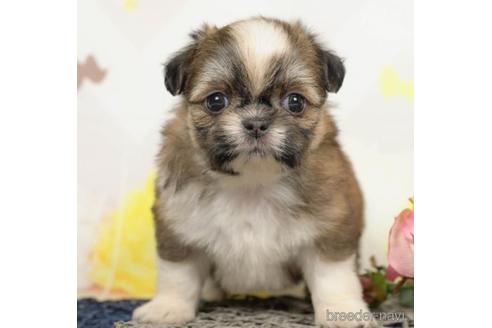 成約済の千葉県のミックス犬-213855の5枚目