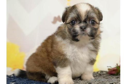 成約済の千葉県のミックス犬-213855の4枚目