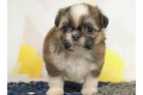 成約済の千葉県のミックス犬-213855の3枚目