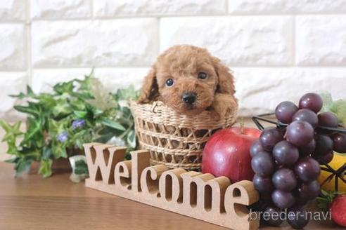 成約済の滋賀県のトイプードル-213908の1枚目