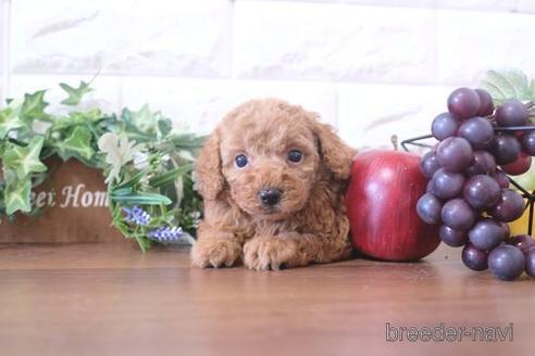 成約済の滋賀県のトイプードル-213908の4枚目