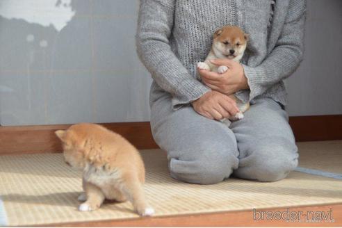 成約済の茨城県の豆柴-213925の3枚目