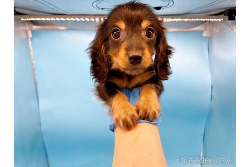 成約済の東京都のミニチュアダックスフンド(ロングヘアード)-213992の18枚目