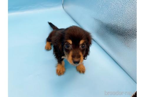 成約済の東京都のミニチュアダックスフンド(ロングヘアード)-213992の24枚目