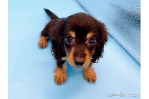 成約済の東京都のミニチュアダックスフンド(ロングヘアード)-213992の23枚目