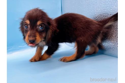 成約済の東京都のミニチュアダックスフンド(ロングヘアード)-213992の22枚目