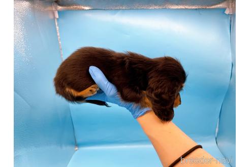 成約済の東京都のミニチュアダックスフンド(ロングヘアード)-213992の21枚目