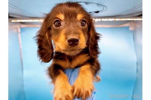 成約済の東京都のミニチュアダックスフンド(ロングヘアード)-213992の20枚目