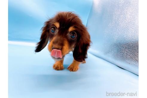 成約済の東京都のミニチュアダックスフンド(ロングヘアード)-213992の19枚目