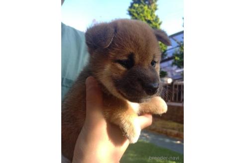 成約済の茨城県の柴犬-213974の1枚目