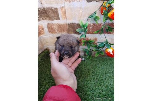 成約済の鹿児島県の柴犬-214004の1枚目