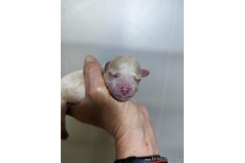 成約済の大阪府のチワプー:チワワ×トイプードル-214024の6枚目