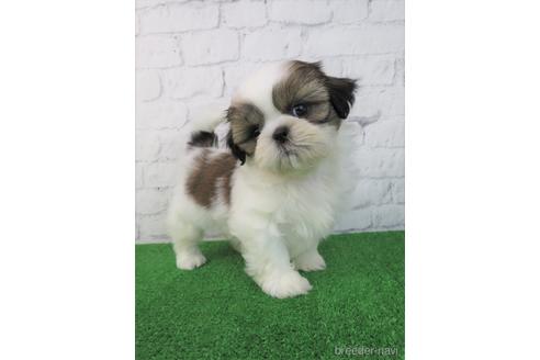 成約済の大阪府のシーズー-214039の1枚目