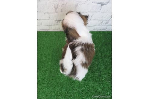 成約済の大阪府のシーズー-214039の2枚目