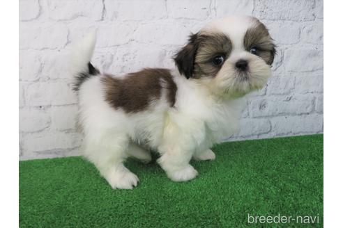 成約済の大阪府のシーズー-214039の4枚目