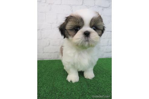 成約済の大阪府のシーズー-214039の3枚目