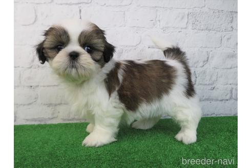 成約済の大阪府のシーズー-214039の5枚目