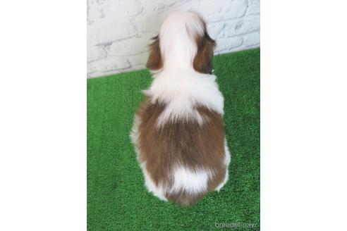 成約済の大阪府のシーズー-214040の2枚目