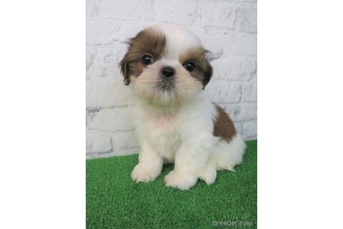 成約済の大阪府のシーズー-214040の1枚目