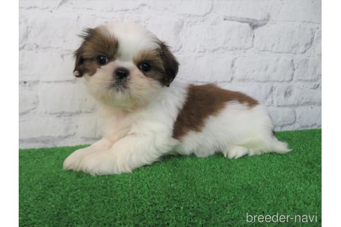 成約済の大阪府のシーズー-214040の4枚目