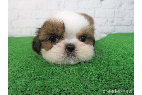 成約済の大阪府のシーズー-214040の5枚目