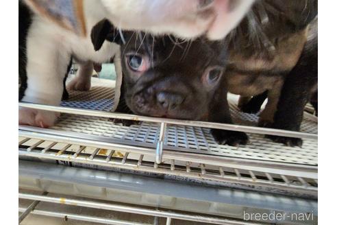 成約済の愛知県のフレンチブルドッグ-212364の3枚目