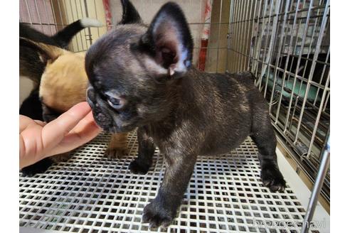 成約済の愛知県のフレンチブルドッグ-212366の2枚目