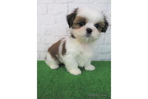 成約済の大阪府のシーズー-214062の1枚目