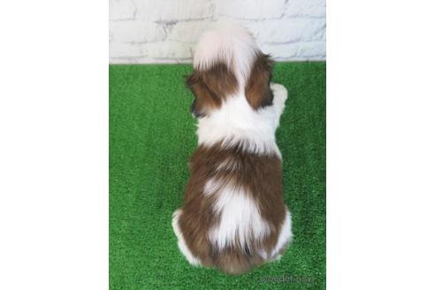 成約済の大阪府のシーズー-214062の6枚目