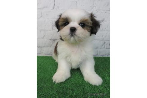 成約済の大阪府のシーズー-214062の2枚目