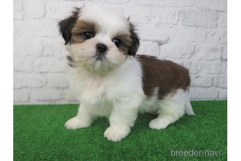 成約済の大阪府のシーズー-214062の4枚目