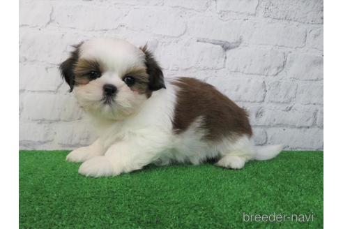 成約済の大阪府のシーズー-214062の3枚目