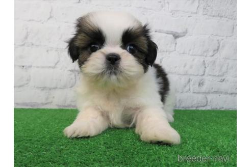 成約済の大阪府のシーズー-214065の3枚目