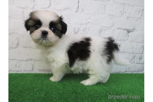 成約済の大阪府のシーズー-214065の6枚目