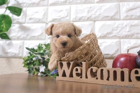 成約済の滋賀県のトイプードル-211544