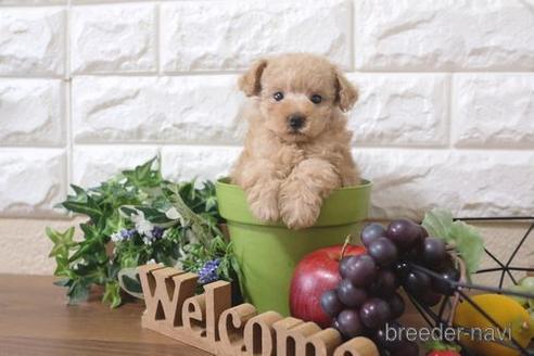 成約済の滋賀県のトイプードル-211544の6枚目