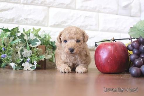 成約済の滋賀県のトイプードル-211544の3枚目