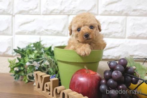 成約済の滋賀県のトイプードル-211548