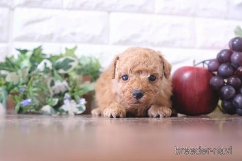成約済の滋賀県のトイプードル-211548の3枚目