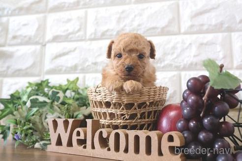 成約済の滋賀県のトイプードル-211548の2枚目