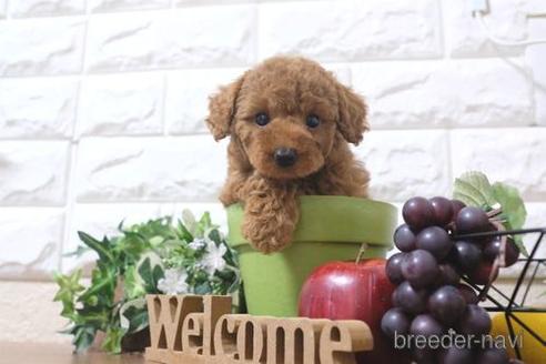 成約済の滋賀県のトイプードル-211549の1枚目