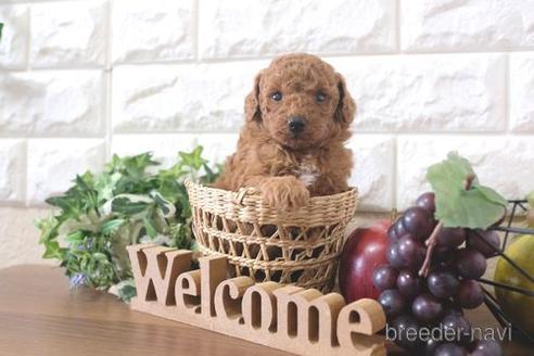 成約済の滋賀県のトイプードル-211549の3枚目