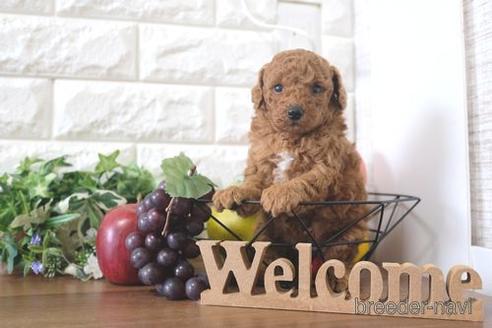 成約済の滋賀県のトイプードル-211549の2枚目