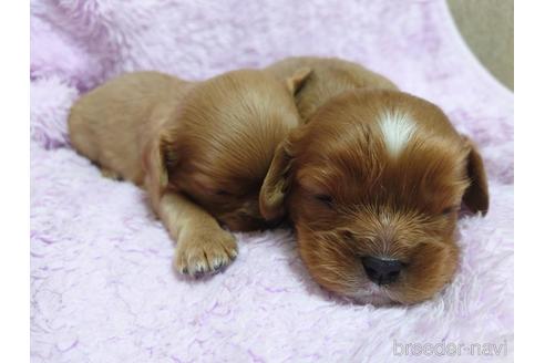 成約済の大阪府のキャバリアキングチャールズスパニエル-214128の1枚目
