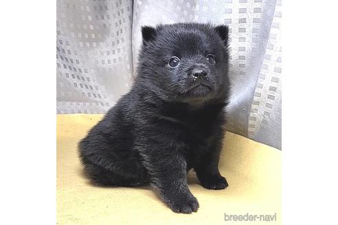 成約済の茨城県のスキッパーキ-212492の2枚目