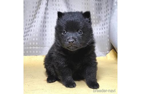 成約済の茨城県のスキッパーキ-212492の4枚目