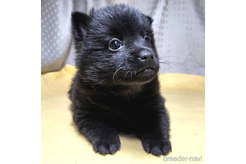 成約済の茨城県のスキッパーキ-212489の14枚目